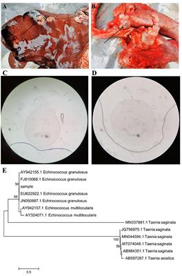 Alterations in the Gut Microbial Composition and Diversity of Tibetan Sheep Infected With Echinococcus granulosus